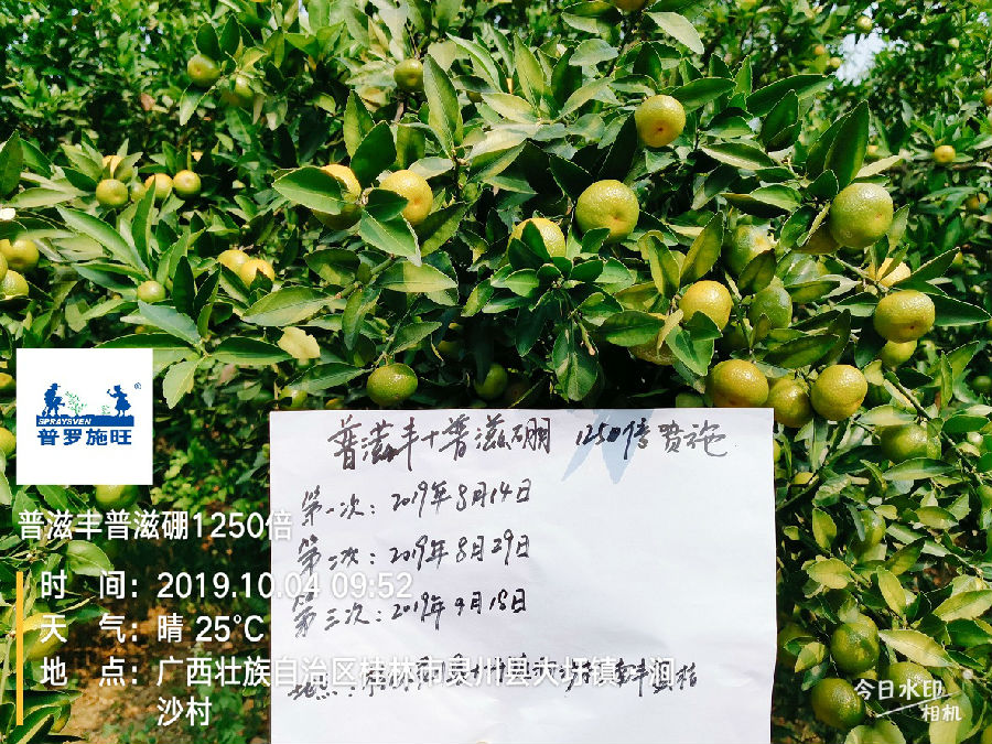 使用普滋丰+普滋硼1.jpg